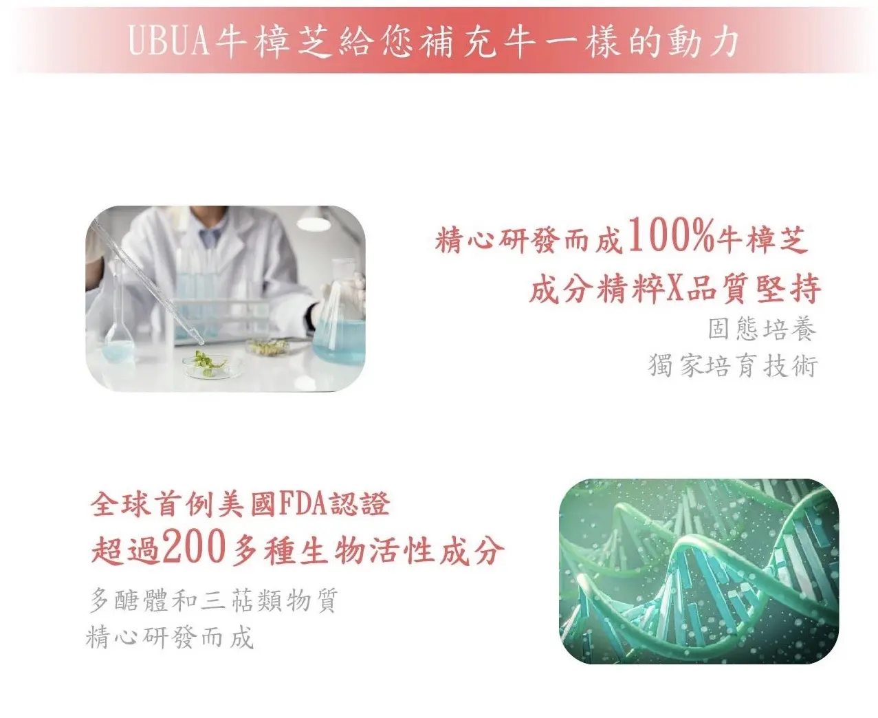 UBUA牛樟芝膠囊 - 高品質的牛樟芝提取物製成的天然草本膠囊 3